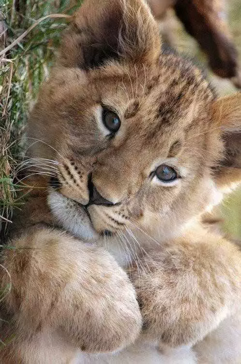 Animal Lion Cub