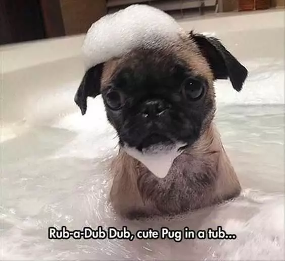 Adorable Animal Pictures With Captions Better Than Rubber Duckie