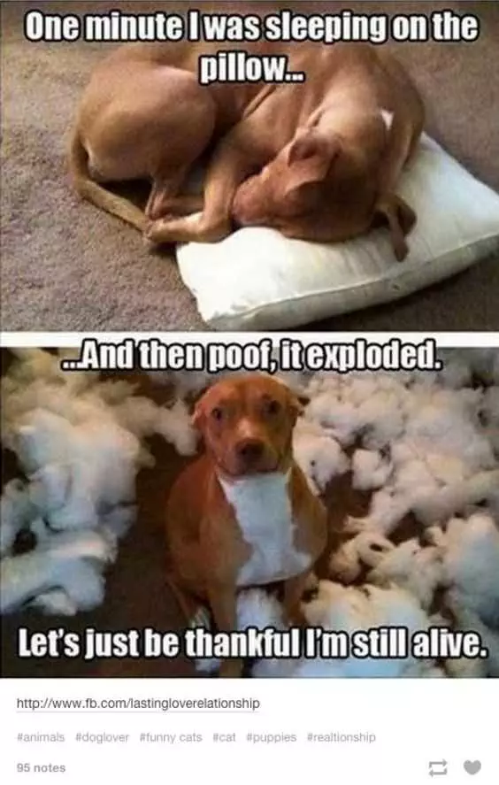 Adorable Animal Pictures Likely Story