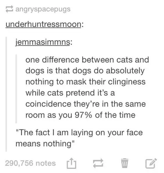 Hilarious Tumblr Posts 8 Cats Act