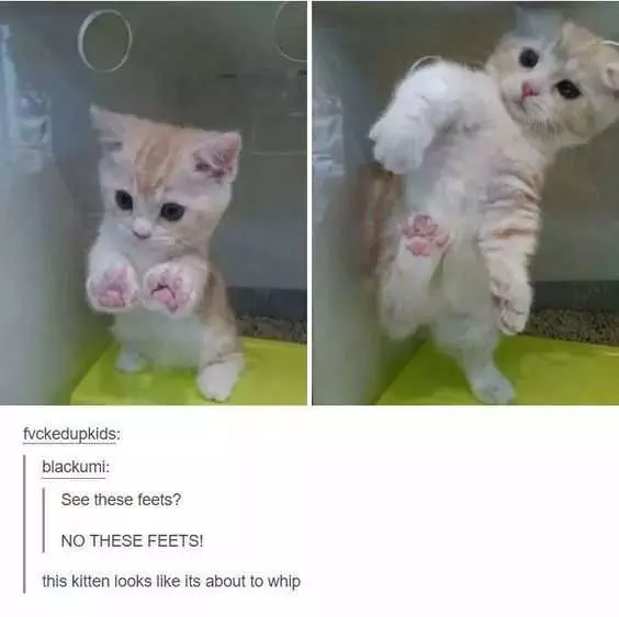 Hilarious Tumblr Memes 5 Wish Was