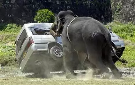 Unbelievable Photos  Elephant Behaving Badly