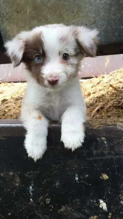 Adorable Dogs  Aussie Mix