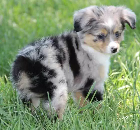 Adorable Dogs  Baby Aussie