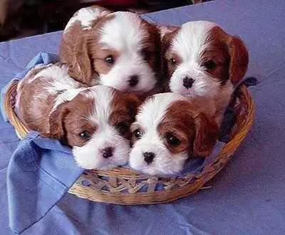 Adorable Dogs  Animal In A Basket