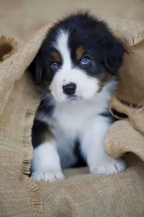 Adorable Dogs St. Bernard