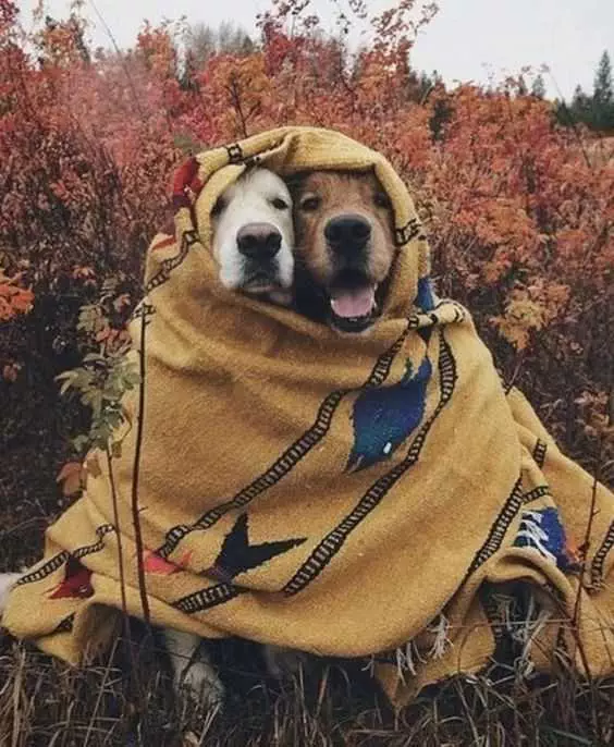 Adorable Dogs  Dog Blanket