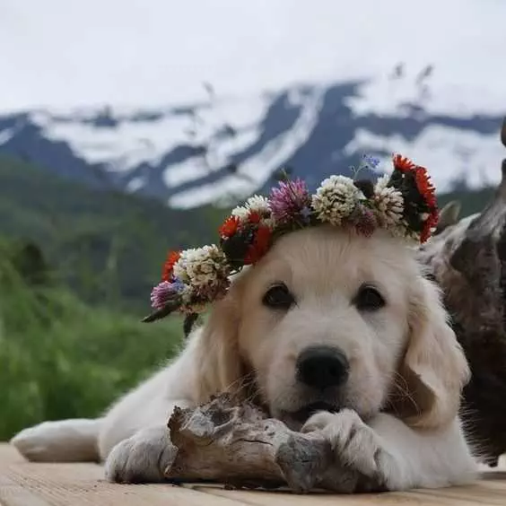 Adorable Dogs  Dog Flowers