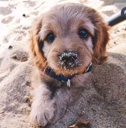 Adorable Dogs  Dog In Sand