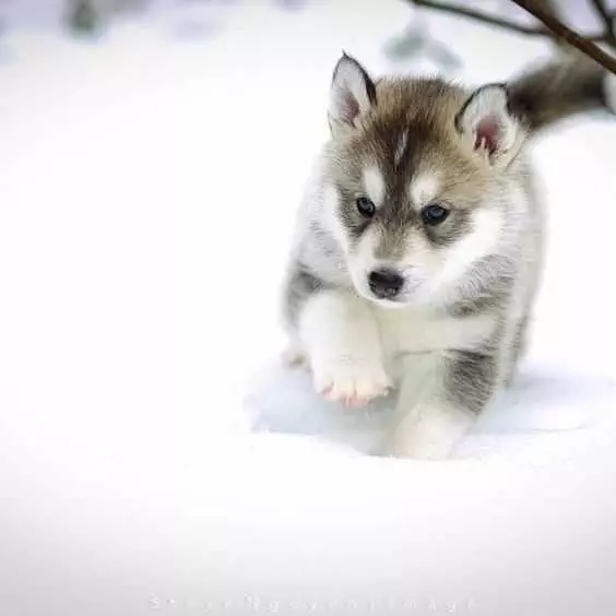 Adorable Dogs  Dog In Snow