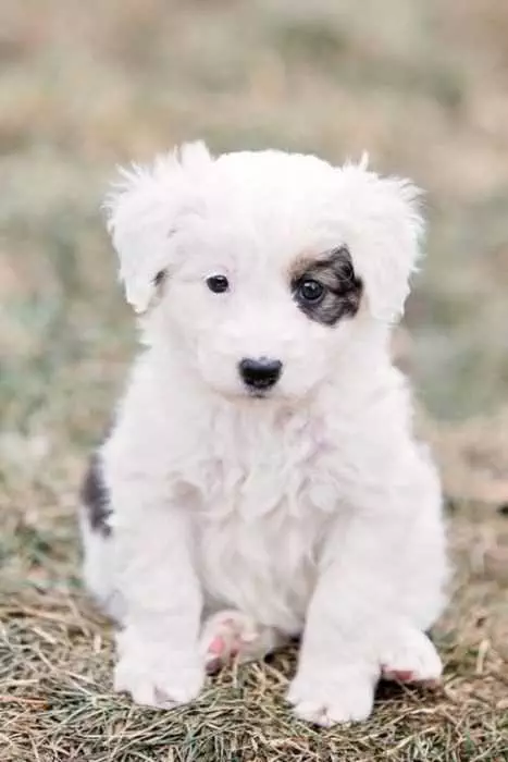 Adorable Dogs  White Dog