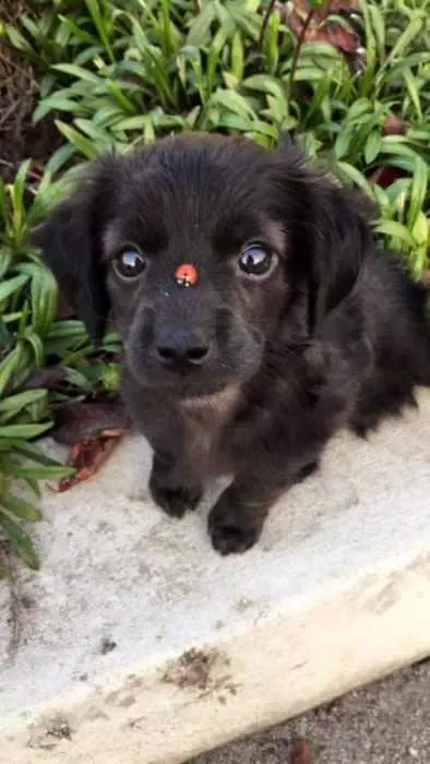 Adorable Dogs  Lady Bug