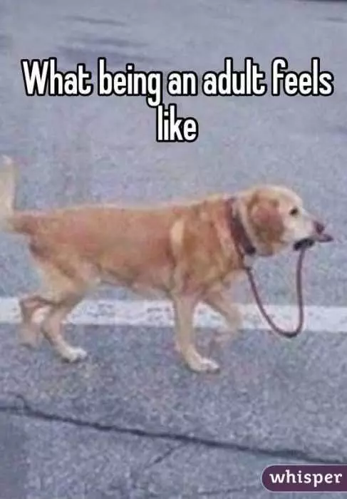 Being An Adult Memes How It Feels