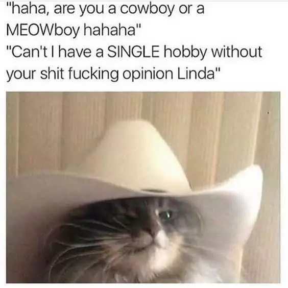 Funny Cat Memes  Meow Boy