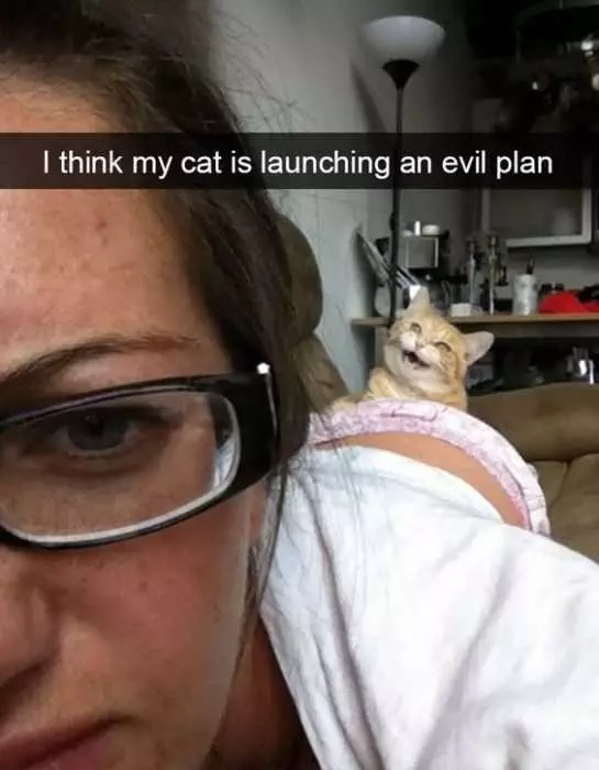 Funny Images Clean  Evil Cat Plan
