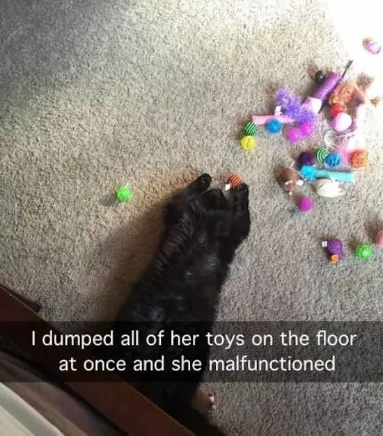 Funny Images Clean Cat Malfunction