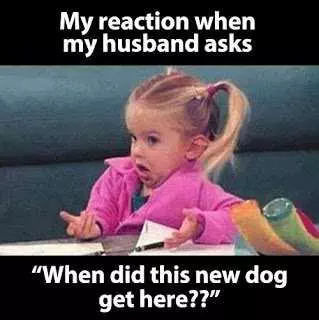 Hilarious Marriage Meme  New Dogs