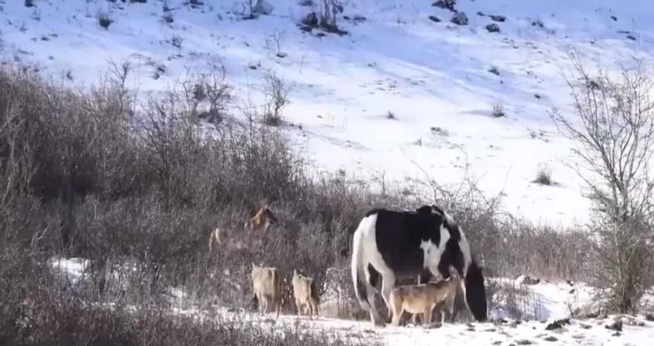 Screen Shot 2018 03 17 At 12.09.59 Pm