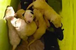 Screen Shot 2018 03 31 At 4.55.25 Pm