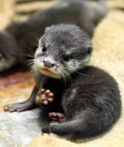 Unbelievably Cute Animal  Baby Otter