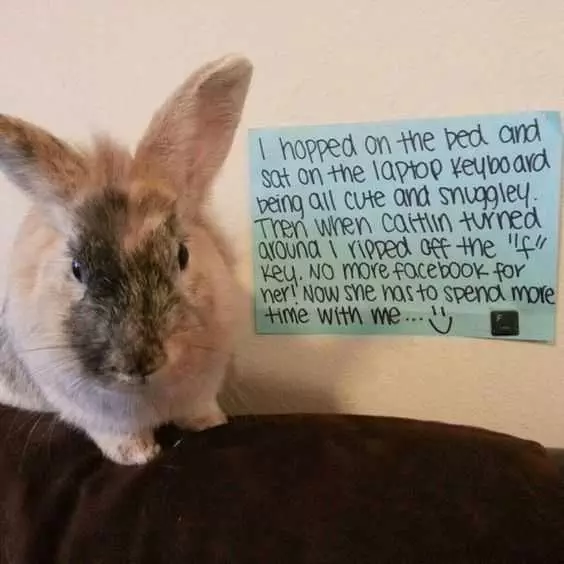 Rabbit Shaming  Hoped On Keyboard And Ripped Off The F