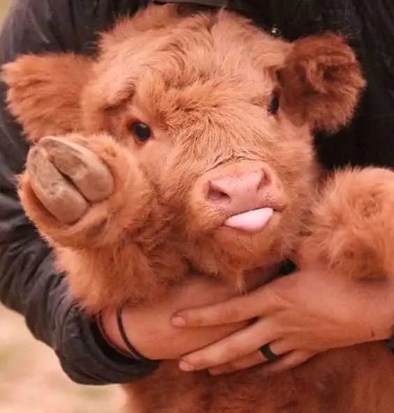 Unbelievably Cute Cow Blep