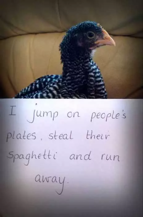 Chicken Shaming  Pet Chicken Spaghetti Thief