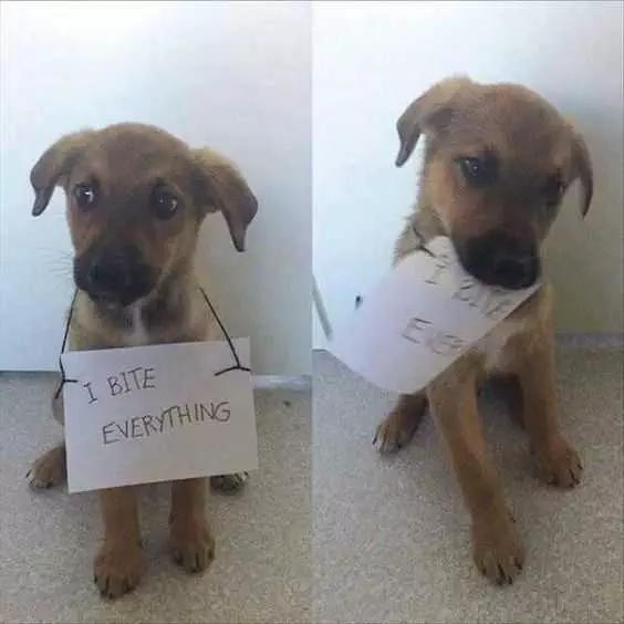 Dog Shaming  Bites Everything