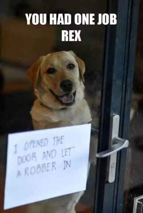 Dog Shaming  Let Robber In