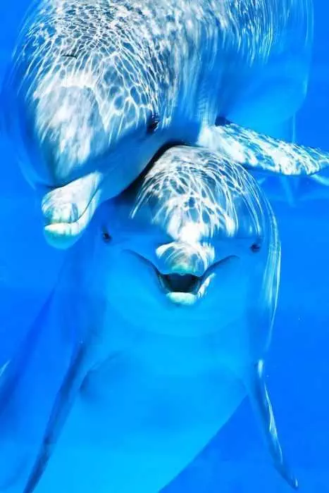 Unbelievably Cute Dolphins  Smile