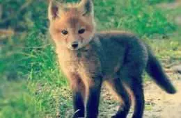 Animal Fox