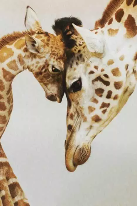 Unbelievably Cute Giraffes  Rubbing Foreheads