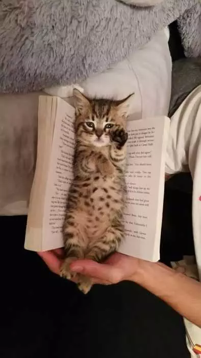 Unbelievably Cute Kitten  Bookmark