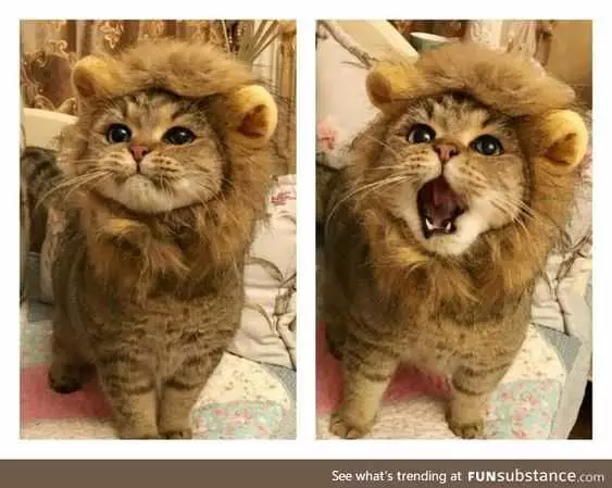 Unbelievably Cute Animals Cat In Lions Clothes