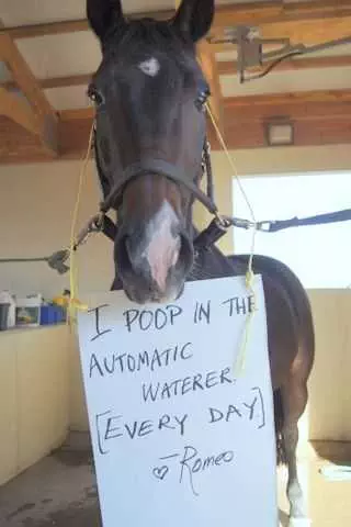 Horse Shaming Pics  Poop In Automatic Waterer