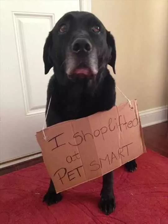Dog Shaming  Shop Lifter Dog