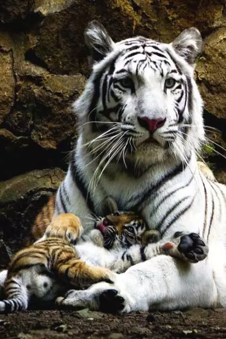 Unbelievably Cute Animals Tigers