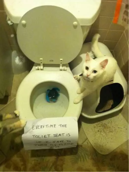 Cat Shaming Pics  Throws Favorite Toy In Toilet