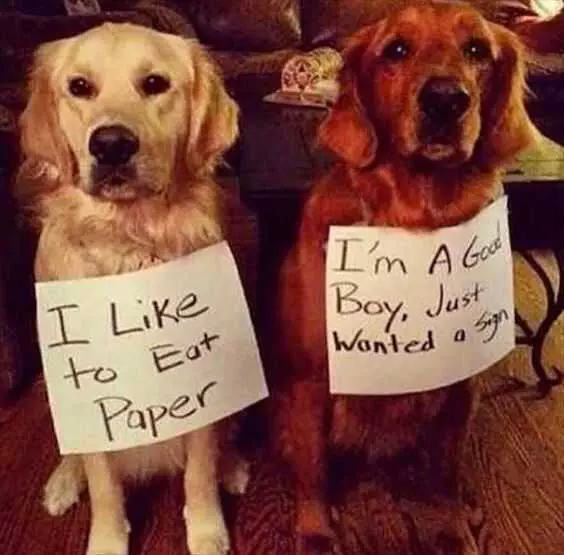 Dog Shaming  Paper Eater