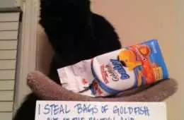 Funny Cat Goldfish