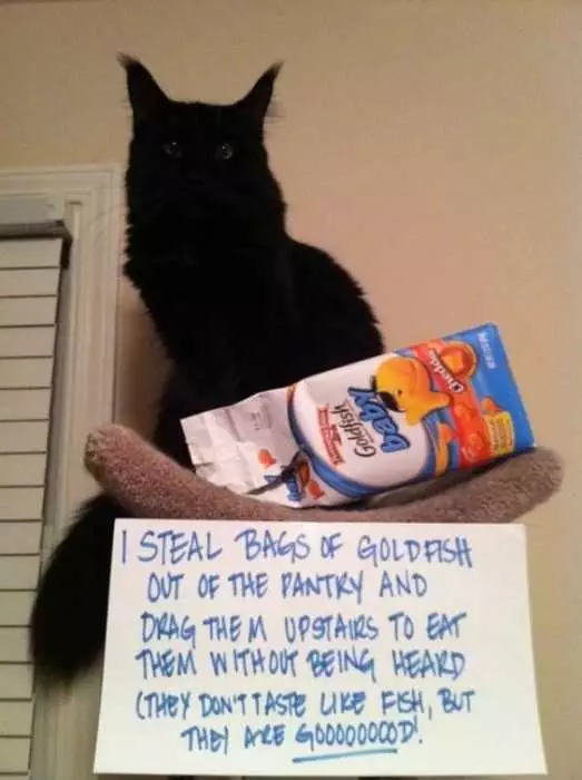 Cat Shaming  Eats Goldfish Biscuits