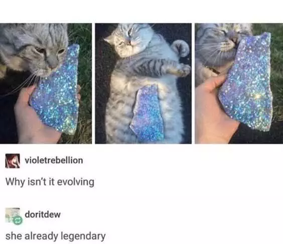 Funny Legendary Cat