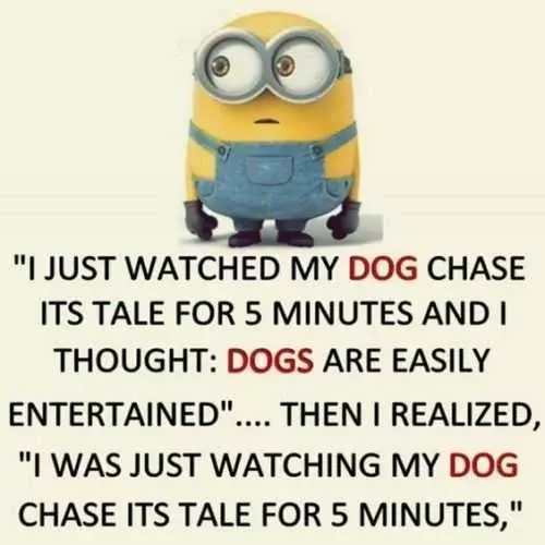 Minion Then Chase Dog 5