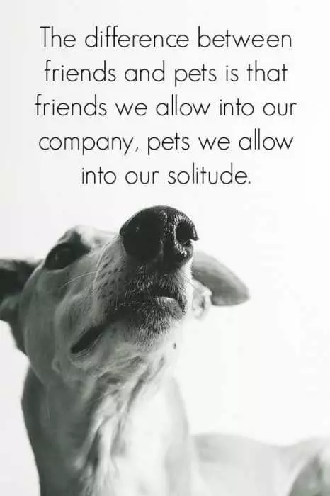 Pets Lover Quotes  Pets And Friends
