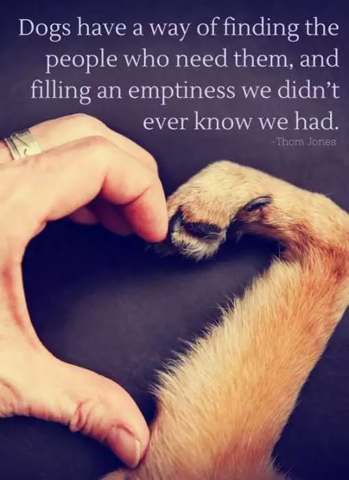Animal Lover Quotes  Dogs