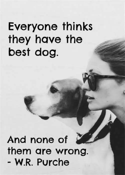 Animal Lover Quotes  Best Dog