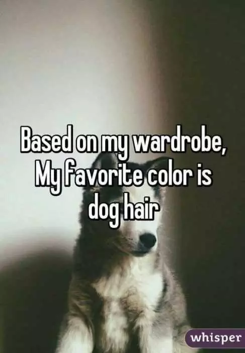 Animal Lover Quotes  Dog Hair