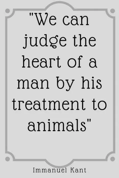 Animal Lover Quotes  Judging Man'S Heart