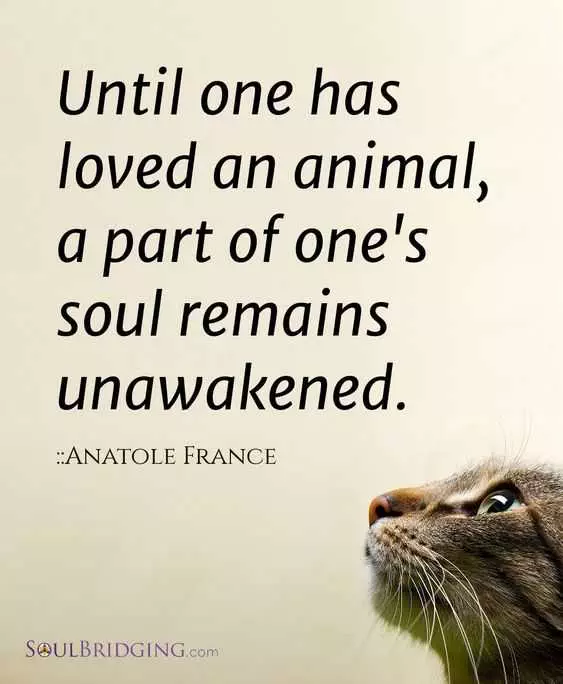 Animal Lover Quotes  Waking The Soul