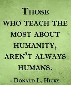 Animal Lover Quotes  Humanity